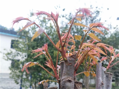 漆树芽和香椿芽区别-主要解释